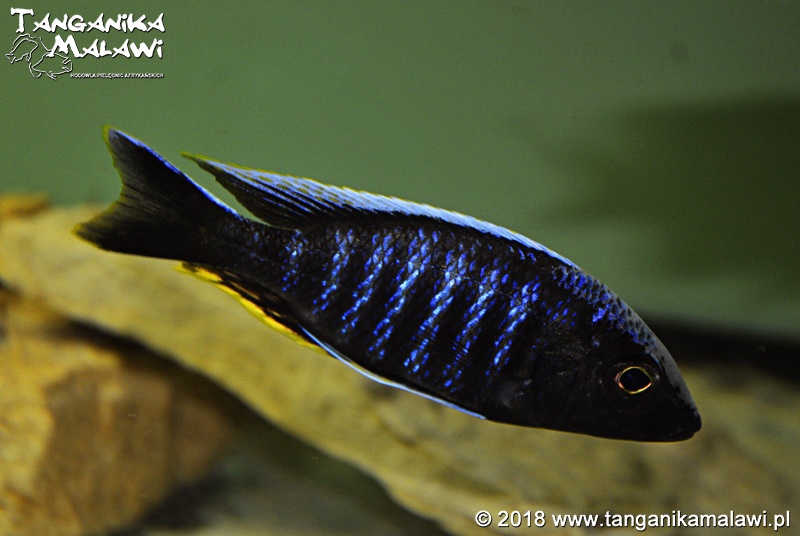 Aulonocara kandeense 'Kande Island'